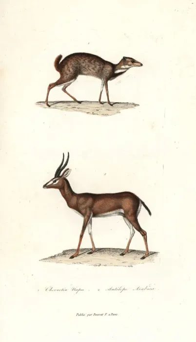 Framed Print : Greater mouse-deer and Arabian gazelle Framed Print : Greater mouse-deer and Arabian gazelle