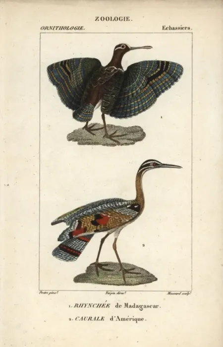 Framed Print : Greater painted snipe, Rostratula benghalensis Framed Print : Greater painted snipe, Rostratula benghalensis
