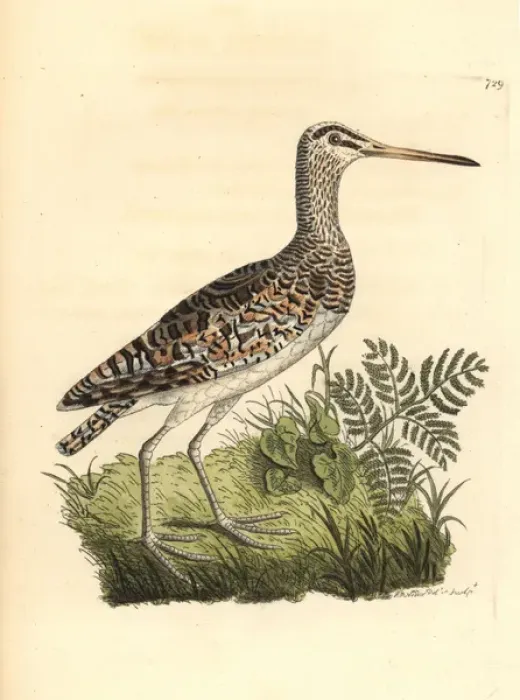 Framed Print : Greater painted-snipe, Rostratula benghalensis Framed Print : Greater painted-snipe, Rostratula benghalensis
