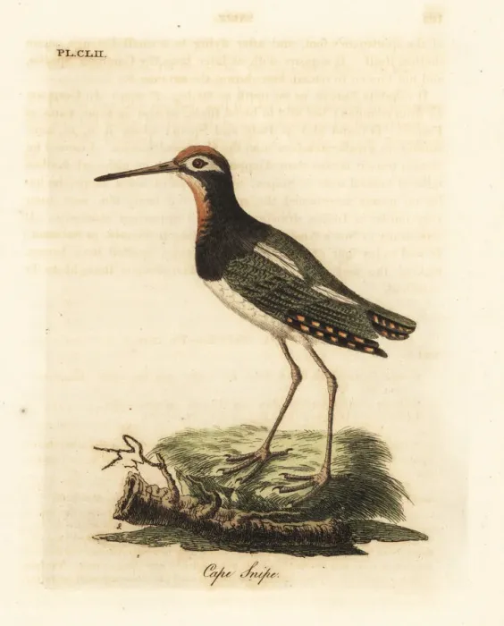 Framed Print : Greater painted-snipe, Rostratula benghalensis Framed Print : Greater painted-snipe, Rostratula benghalensis