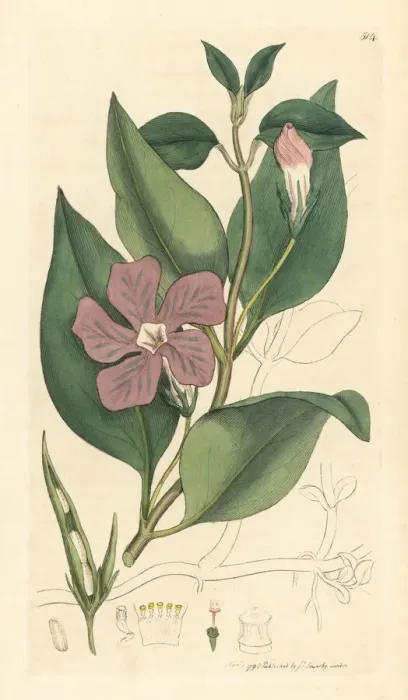 Framed Print : Greater periwinkle, Vinca major Framed Print : Greater periwinkle, Vinca major