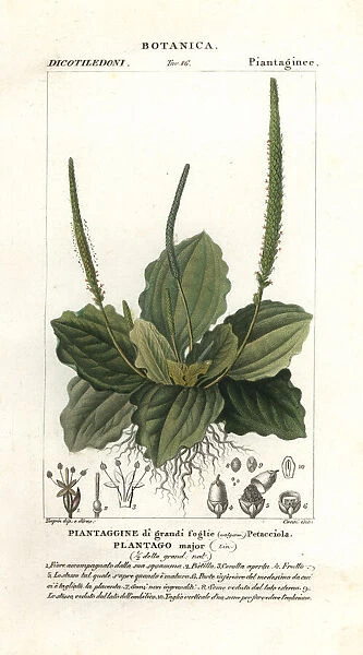 Greater plantain, Plantago major
