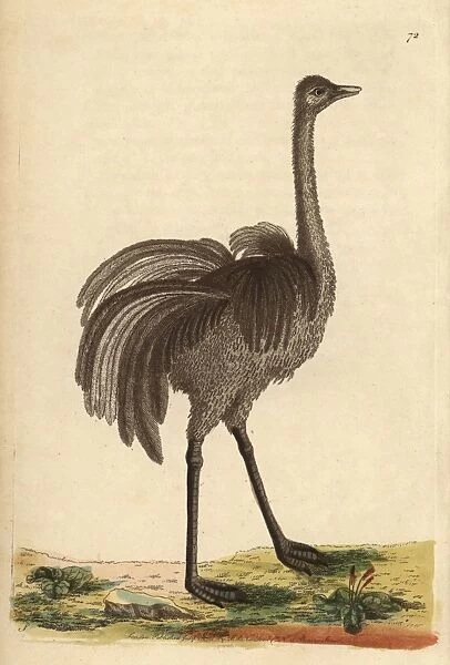 Greater rhea or American ostrich, Rhea americana
