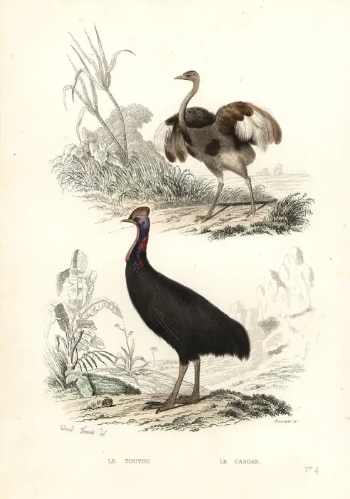 Framed Print : Greater rhea and southern cassowary Framed Print : Greater rhea and southern cassowary