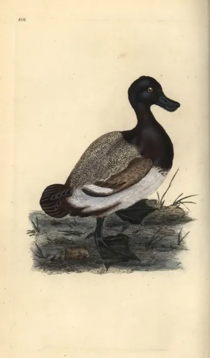 Framed Print : Greater scaup duck, Aythya marila Framed Print : Greater scaup duck, Aythya marila