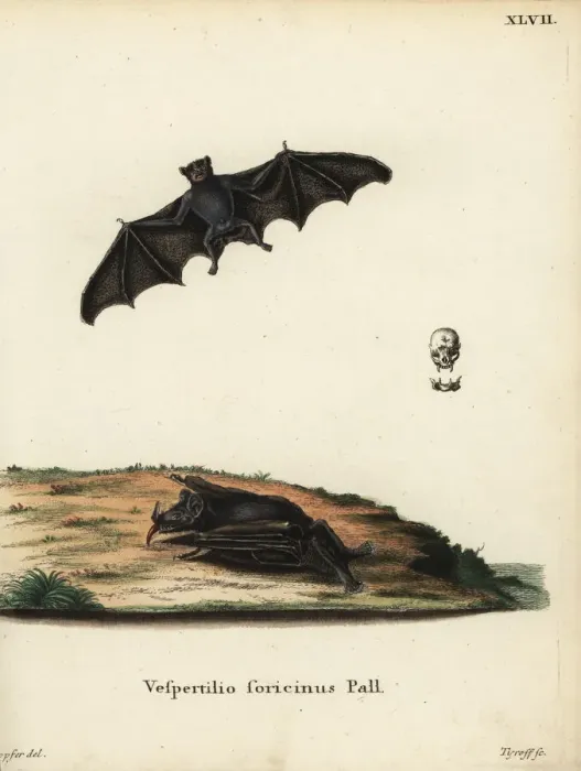 Framed Print : Greater spear-nosed bat, Phyllostomus hastatus Framed Print : Greater spear-nosed bat, Phyllostomus hastatus