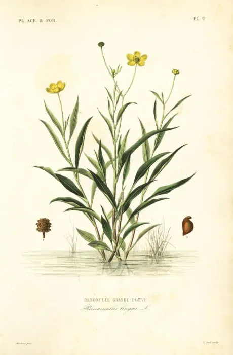 Framed Print : Greater spearwort, Ranunculus lingua Framed Print : Greater spearwort, Ranunculus lingua