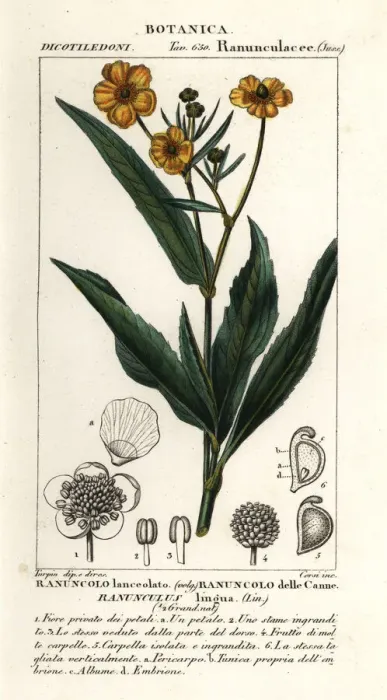 Framed Print : Greater spearwort, Ranunculus lingua Framed Print : Greater spearwort, Ranunculus lingua