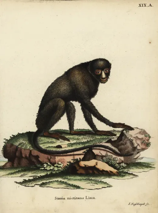 Framed Print : Greater spot-nosed monkey or putty-nosed monkey Framed Print : Greater spot-nosed monkey or putty-nosed monkey