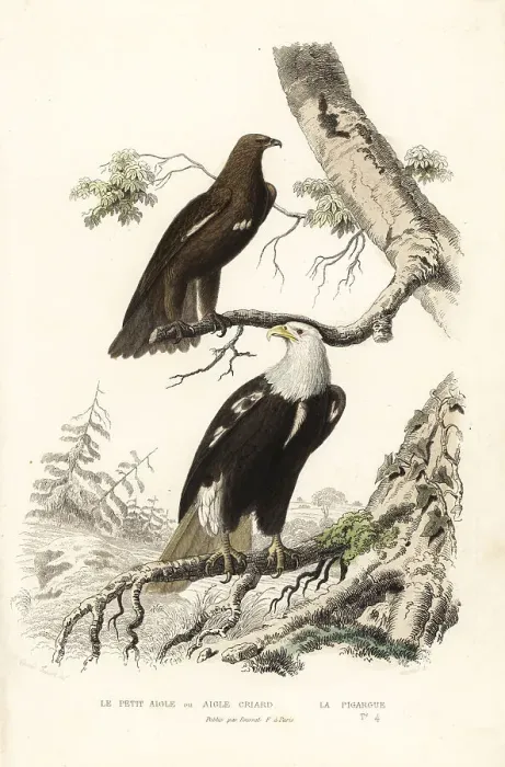 Framed Print : Greater spotted eagle and bald eagle Framed Print : Greater spotted eagle and bald eagle