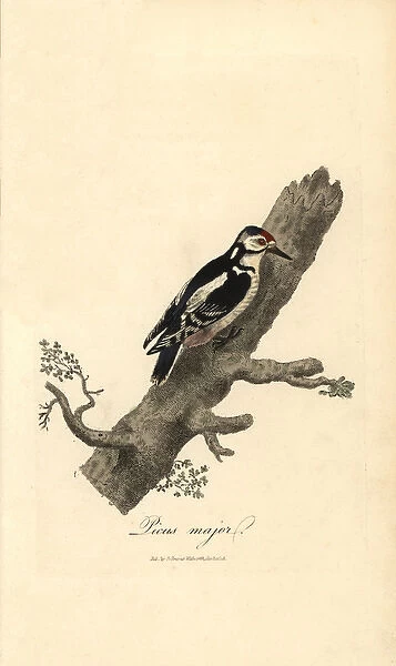 Greater spotted woodpecker, Picus major, Dendrocopos major