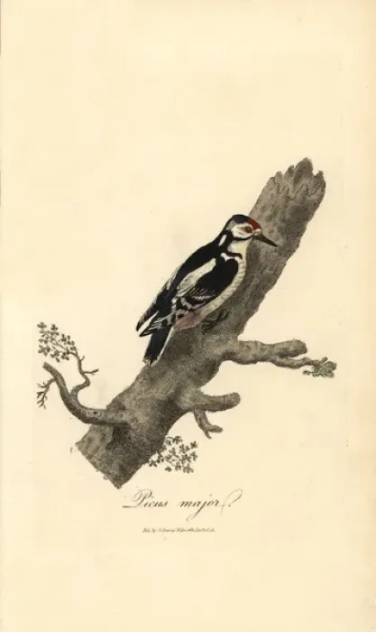 Framed Print : Greater spotted woodpecker, Picus major, Dendrocopos major Framed Print : Greater spotted woodpecker, Picus major, Dendrocopos major