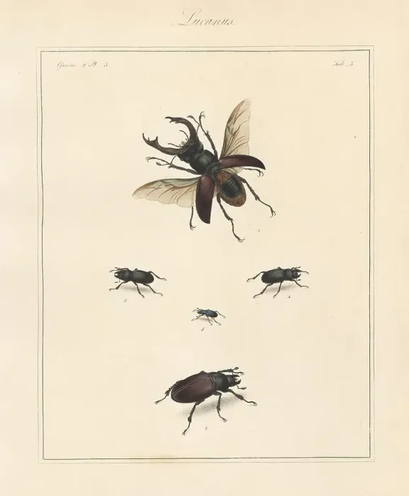 Framed Print : Greater stag beetle, lesser stag beetle, etc Framed Print : Greater stag beetle, lesser stag beetle, etc