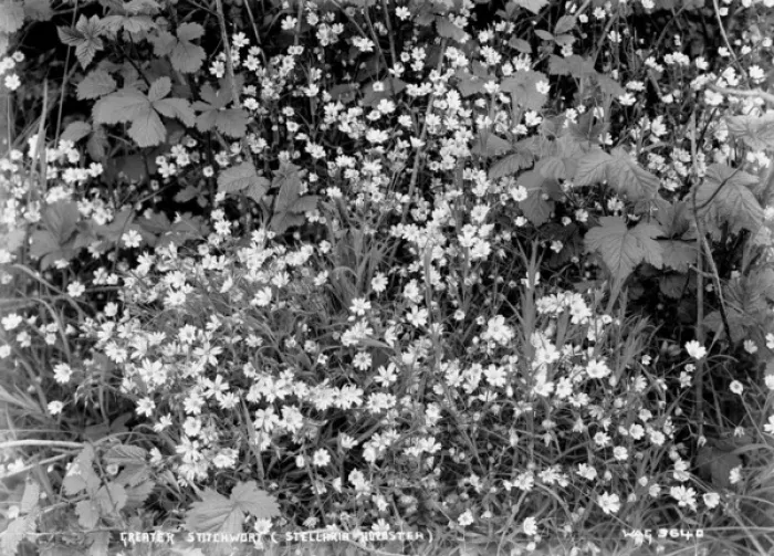Framed Print : Greater Stitchwort (Stellaria Holostea) Framed Print : Greater Stitchwort (Stellaria Holostea)