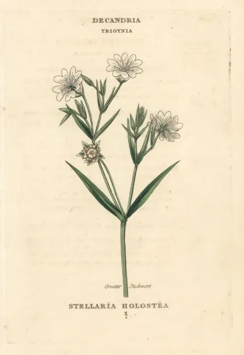 Framed Print : Greater stitchwort, Stellaria holostea Framed Print : Greater stitchwort, Stellaria holostea
