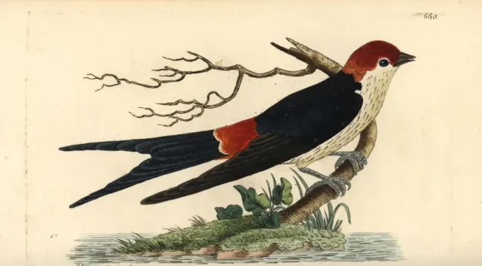 Framed Print : Greater striped swallow, Hirundo cucullata