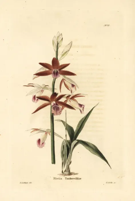 Framed Print : Greater swamp-orchid, Phaius tankervilleae. Endangered Framed Print : Greater swamp-orchid, Phaius tankervilleae. Endangered