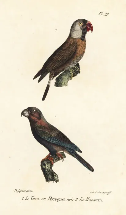 Framed Print : Greater vasa parrot and mascarene parrot Framed Print : Greater vasa parrot and mascarene parrot