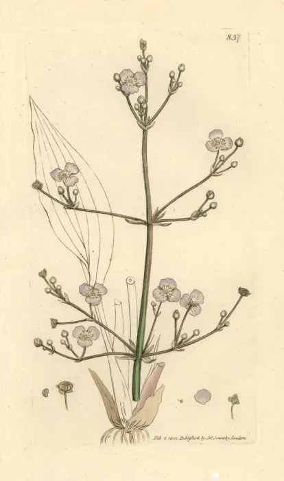 Framed Print : Greater water plantain, Alisma plantago-aquatica Framed Print : Greater water plantain, Alisma plantago-aquatica