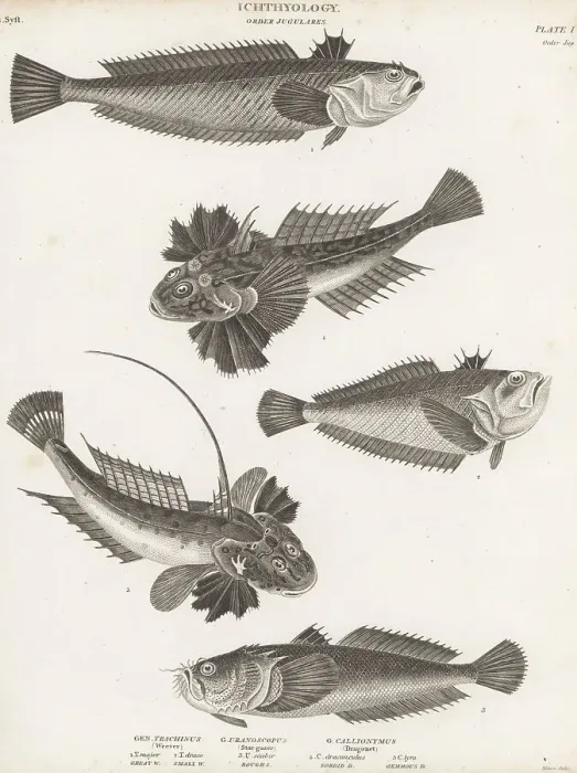 Framed Print : Greater weever, Atlantic stargazer and dragonet fish Framed Print : Greater weever, Atlantic stargazer and dragonet fish