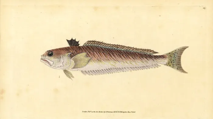 Framed Print : Greater weever, Trachinus draco Framed Print : Greater weever, Trachinus draco