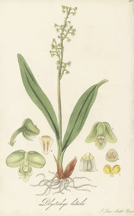 Framed Print : Greater yellowspike orchid, Polystachya concreta Framed Print : Greater yellowspike orchid, Polystachya concreta