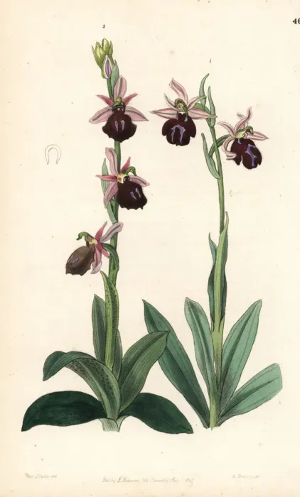 Framed Print : Greek orchids Framed Print : Greek orchids