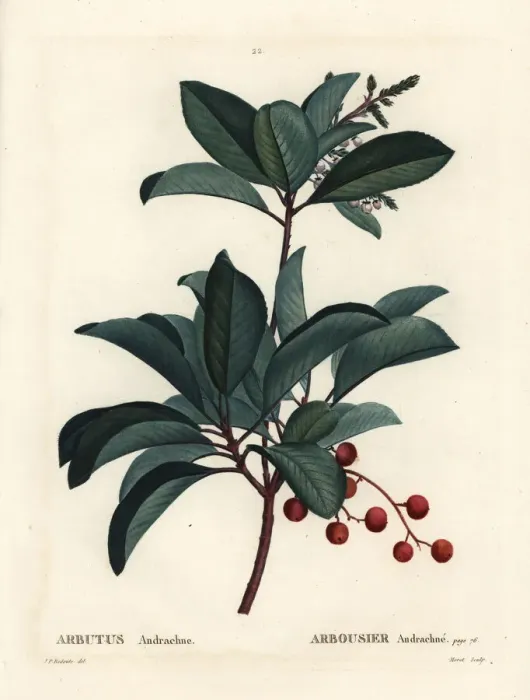 Framed Print : Greek strawberry tree, Arbutus andrachne Framed Print : Greek strawberry tree, Arbutus andrachne