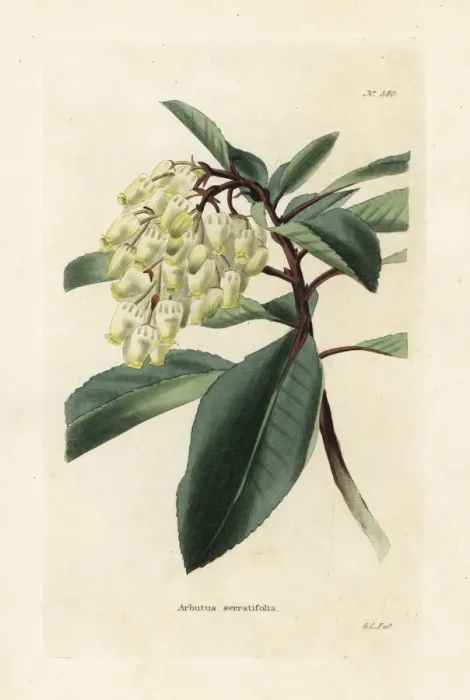 Framed Print : Greek strawberry tree, Arbutus andrachne