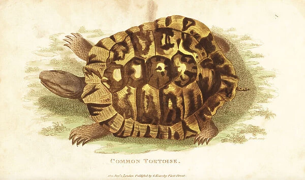 Greek tortoise, Testudo graeca