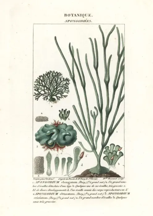 Framed Print : Green algae Spongodium species Framed Print : Green algae Spongodium species