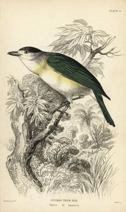 Framed Print : Green-backed becard, Pachyramphus viridis Framed Print : Green-backed becard, Pachyramphus viridis