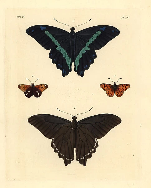 Green-banded swallowtail and spotted fritillary butterfly