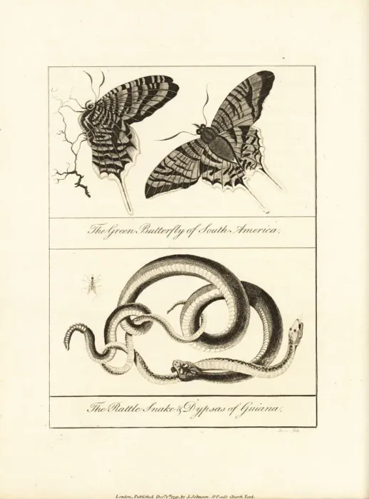 Framed Print : Green banded urania moth, rattlesnake and snail-eater snake Framed Print : Green banded urania moth, rattlesnake and snail-eater snake