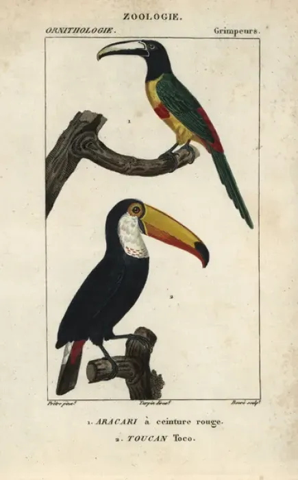 Framed Print : Green-billed or red-breasted toucan, Ramphastos Framed Print : Green-billed or red-breasted toucan, Ramphastos