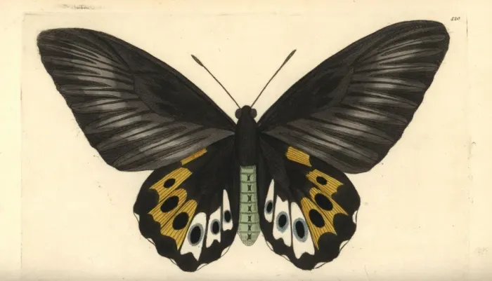 Framed Print : Green birdwing variety, Ornithoptera priamus species Framed Print : Green birdwing variety, Ornithoptera priamus species