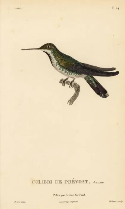 Framed Print : Green-breasted mango, Anthracothorax prevostii. Juvenile Framed Print : Green-breasted mango, Anthracothorax prevostii. Juvenile
