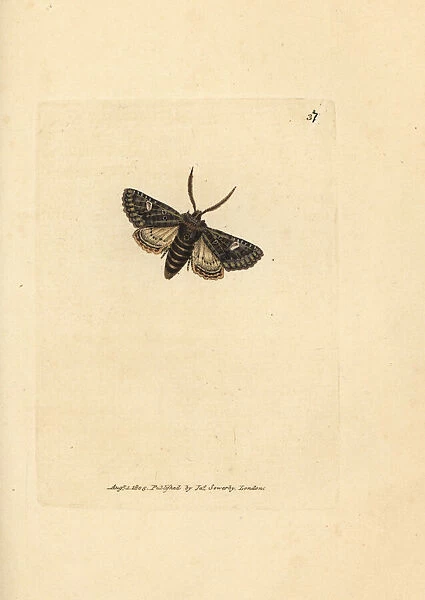 Green-brindled dot moth, Valeria oleagina
