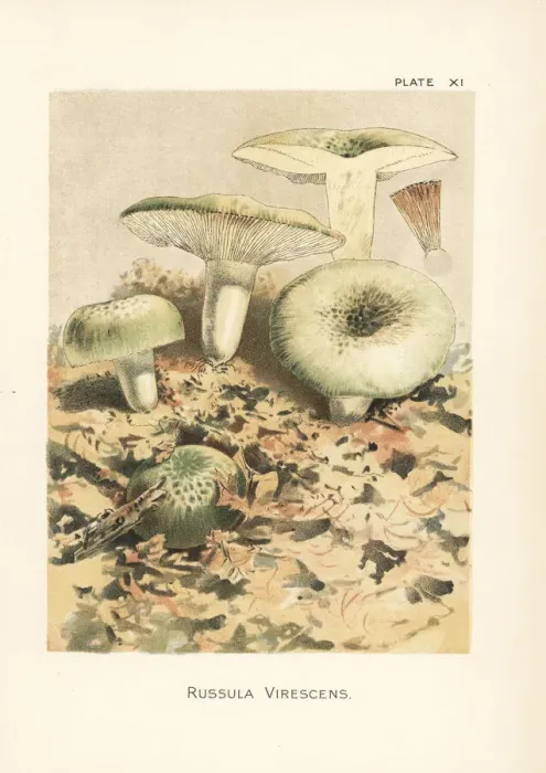 Framed Print : Green brittlegill mushroom, Russula virescens Framed Print : Green brittlegill mushroom, Russula virescens