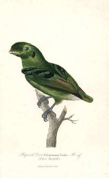 Framed Print : Green broadbill, Calyptomena viridis Framed Print : Green broadbill, Calyptomena viridis