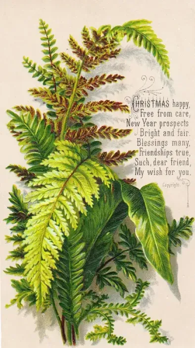 Framed Print : Green and brown ferns on a Christmas card Framed Print : Green and brown ferns on a Christmas card