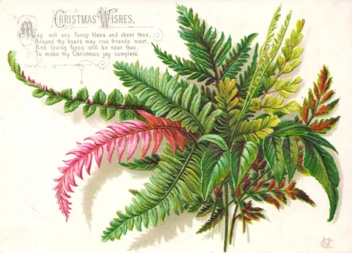 Framed Print : Green, brown and pink leaves on a Christmas card Framed Print : Green, brown and pink leaves on a Christmas card