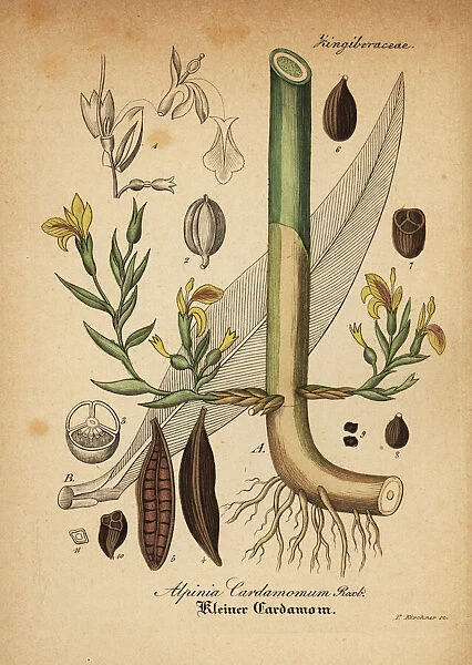 Green cardamom, Elettaria cardamomum