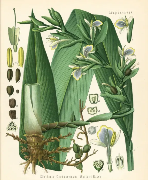 Framed Print : Green cardamon or true cardamon, Elettaria cardamomum Framed Print : Green cardamon or true cardamon, Elettaria cardamomum