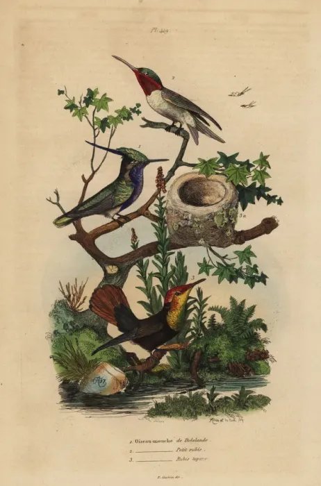 Framed Print : Green-crowned plovercrest, ruby-throated Framed Print : Green-crowned plovercrest, ruby-throated