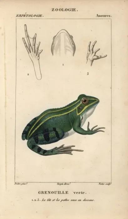 Framed Print : Green or edible frog, Pelophylax kl esculentus Framed Print : Green or edible frog, Pelophylax kl esculentus
