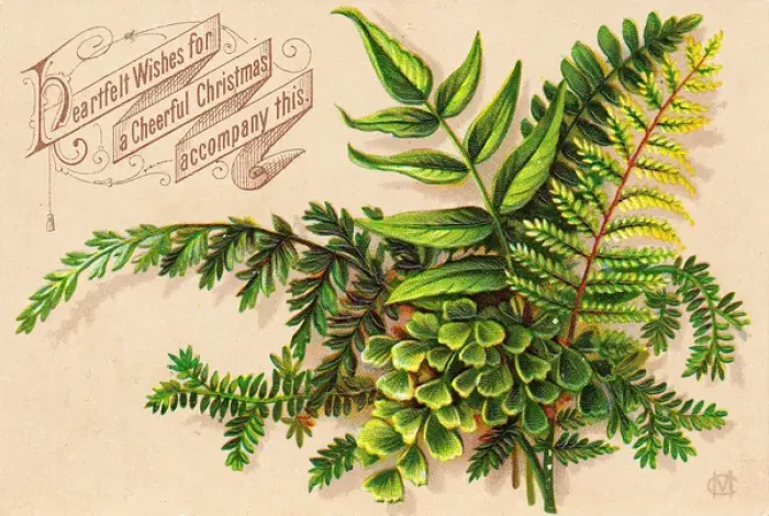 Framed Print : Green ferns on a Christmas card Framed Print : Green ferns on a Christmas card