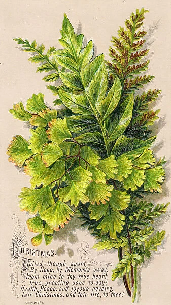 Green ferns on a Christmas card