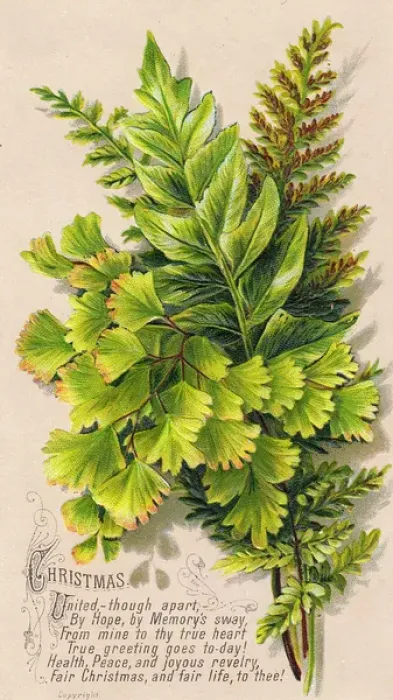 Framed Print : Green ferns on a Christmas card Framed Print : Green ferns on a Christmas card