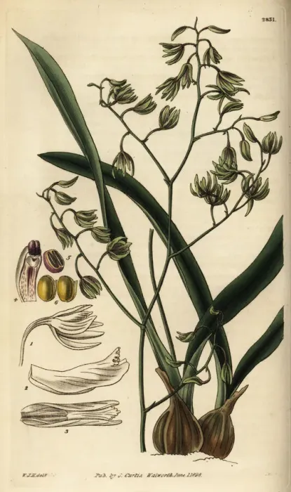 Framed Print : Green-flowered encyclia orchid, Encyclia viridiflora Framed Print : Green-flowered encyclia orchid, Encyclia viridiflora